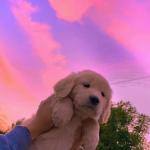 artist image Manani Oceans Shalom Margaret Cover Lofi Remix 