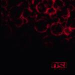album image False Start Blood